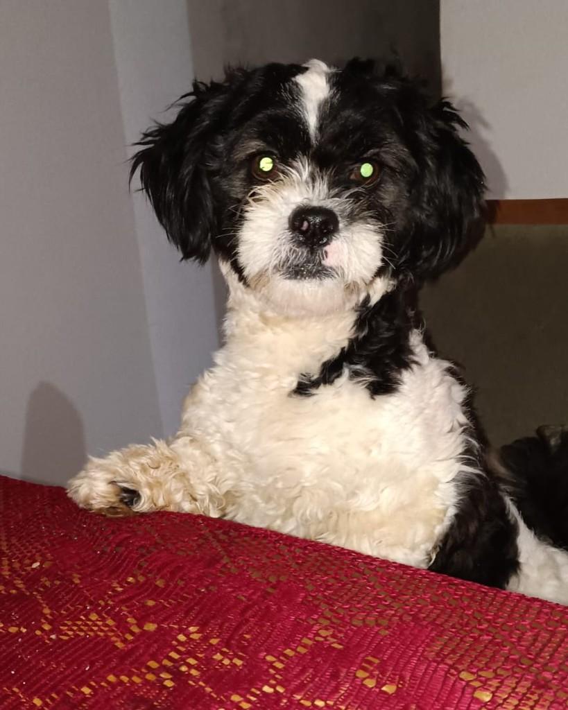 Max, cachorro de porte pequeno para adoção em Ribeirão Preto - SP — foto 2 de 2