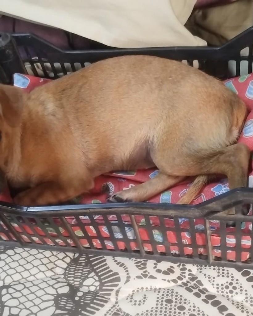 Dóris, cadela de porte médio para adoção em Ribeirão Preto - SP