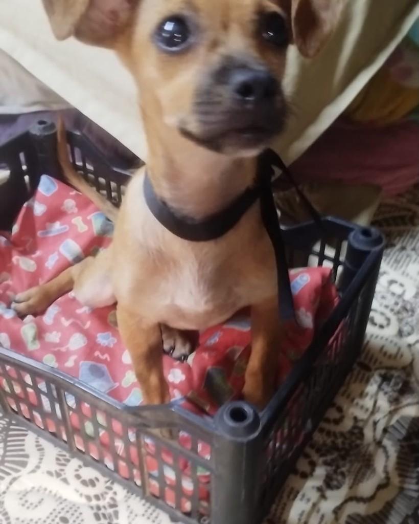 Dóris, cadela de porte médio para adoção em Ribeirão Preto - SP — foto 2 de 4