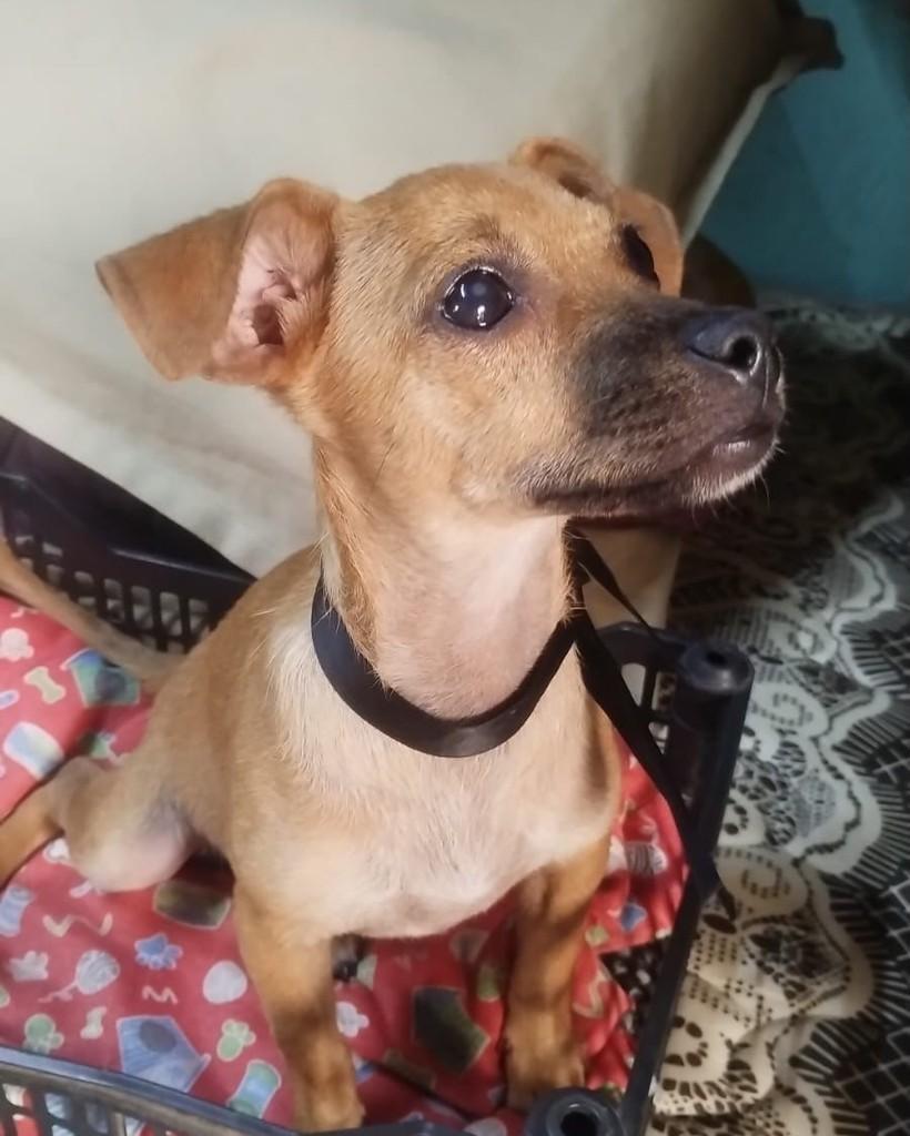 Dóris, cadela de porte médio para adoção em Ribeirão Preto - SP — foto 4 de 4