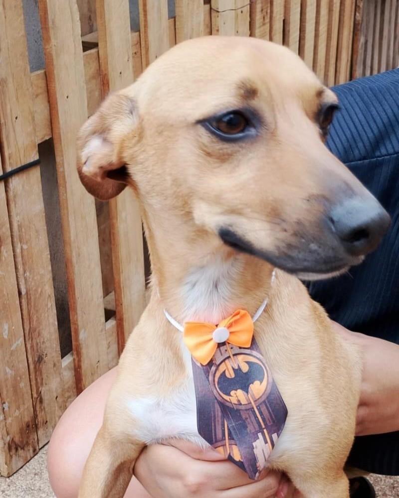 Neymar, cachorro de porte pequeno para adoção em Ribeirão Preto - SP