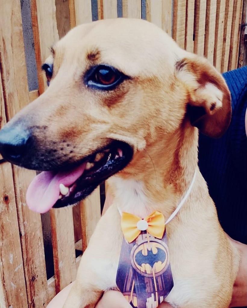 Neymar, cachorro de porte pequeno para adoção em Ribeirão Preto - SP — foto 2 de 2