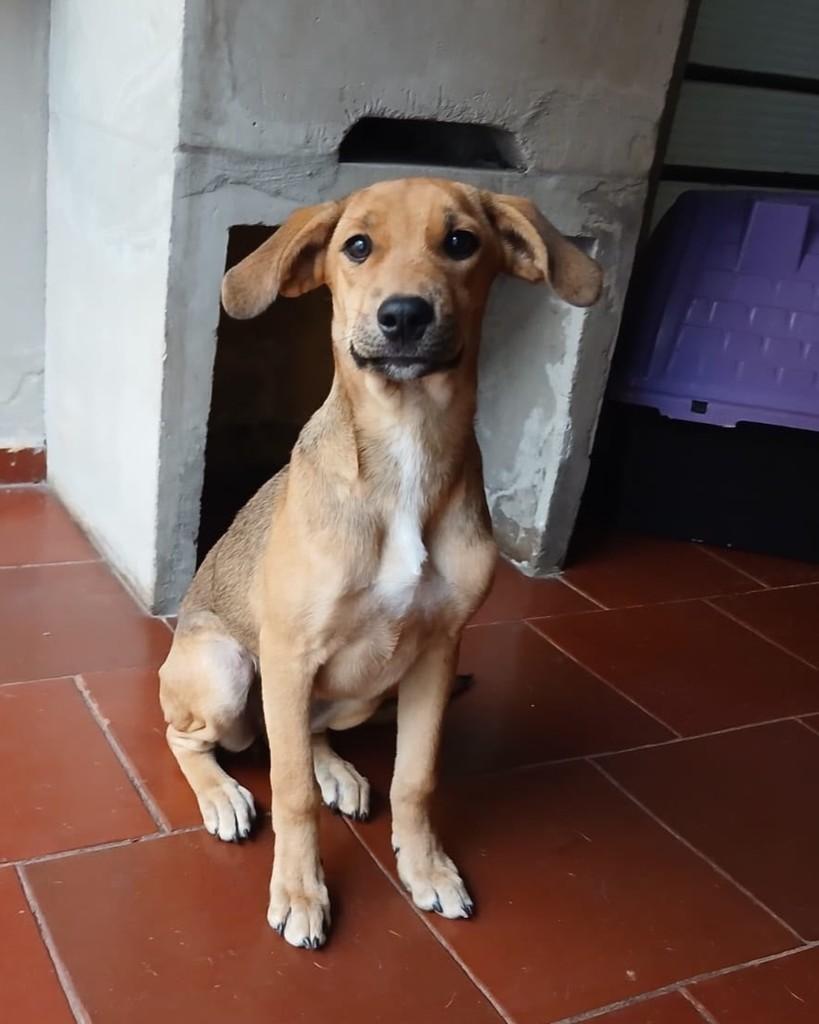 Mell, cadela de porte pequeno para adoção em Ribeirão Preto - SP