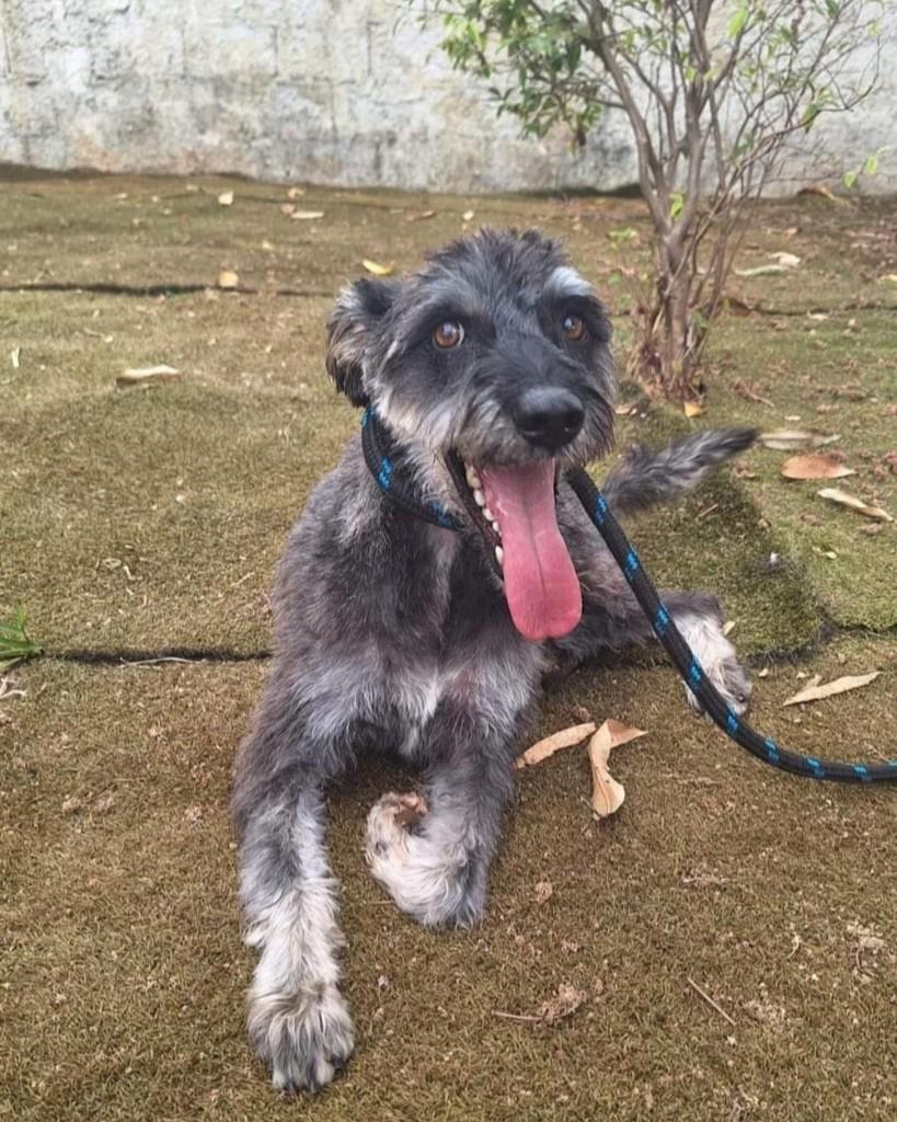 Bob Marley, cachorro de porte pequeno para adoção em Ribeirão Preto - SP