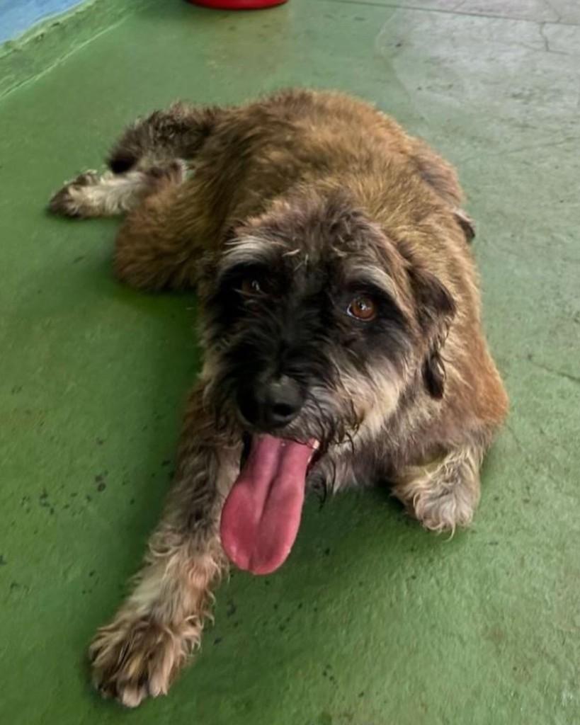 Bob Marley, cachorro de porte pequeno para adoção em Ribeirão Preto - SP — foto 2 de 2