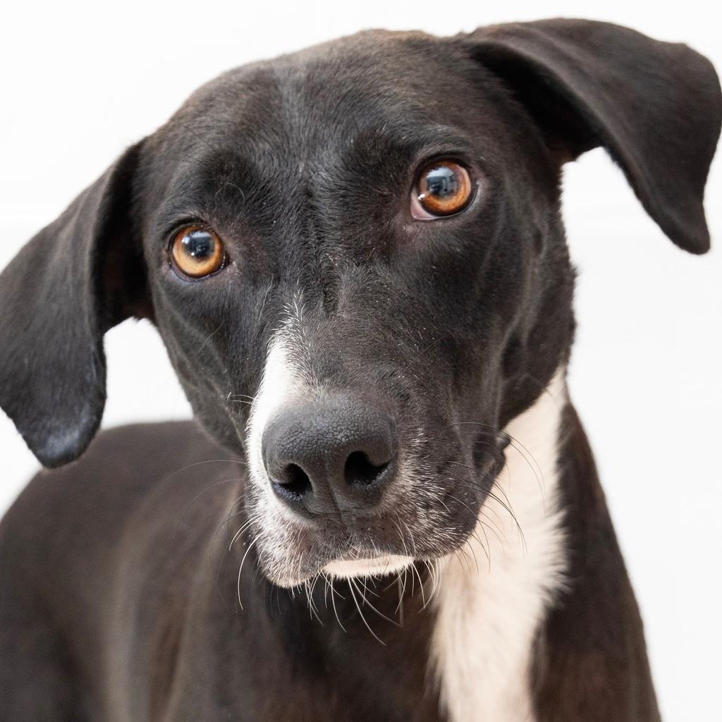 Carminha, cachorro de porte médio para adoção em São Paulo - SP