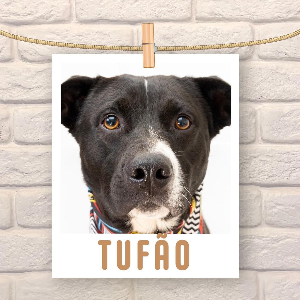 Tufão, cachorro de porte médio para adoção em São Paulo - SP