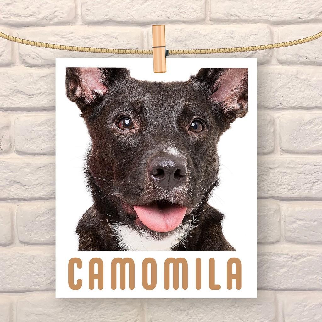Camomila, cadela de porte médio para adoção em São Paulo - SP
