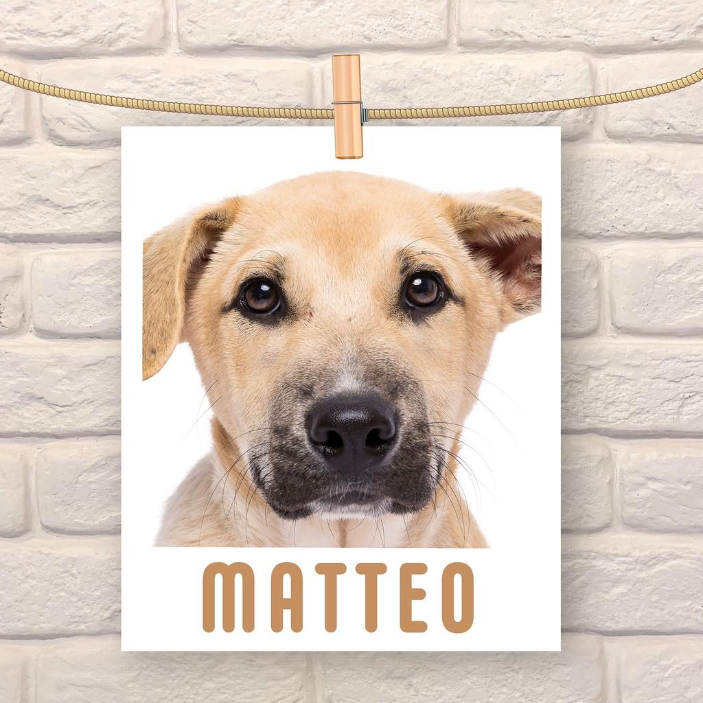 Matteo, cachorro de porte médio para adoção em São Paulo - SP