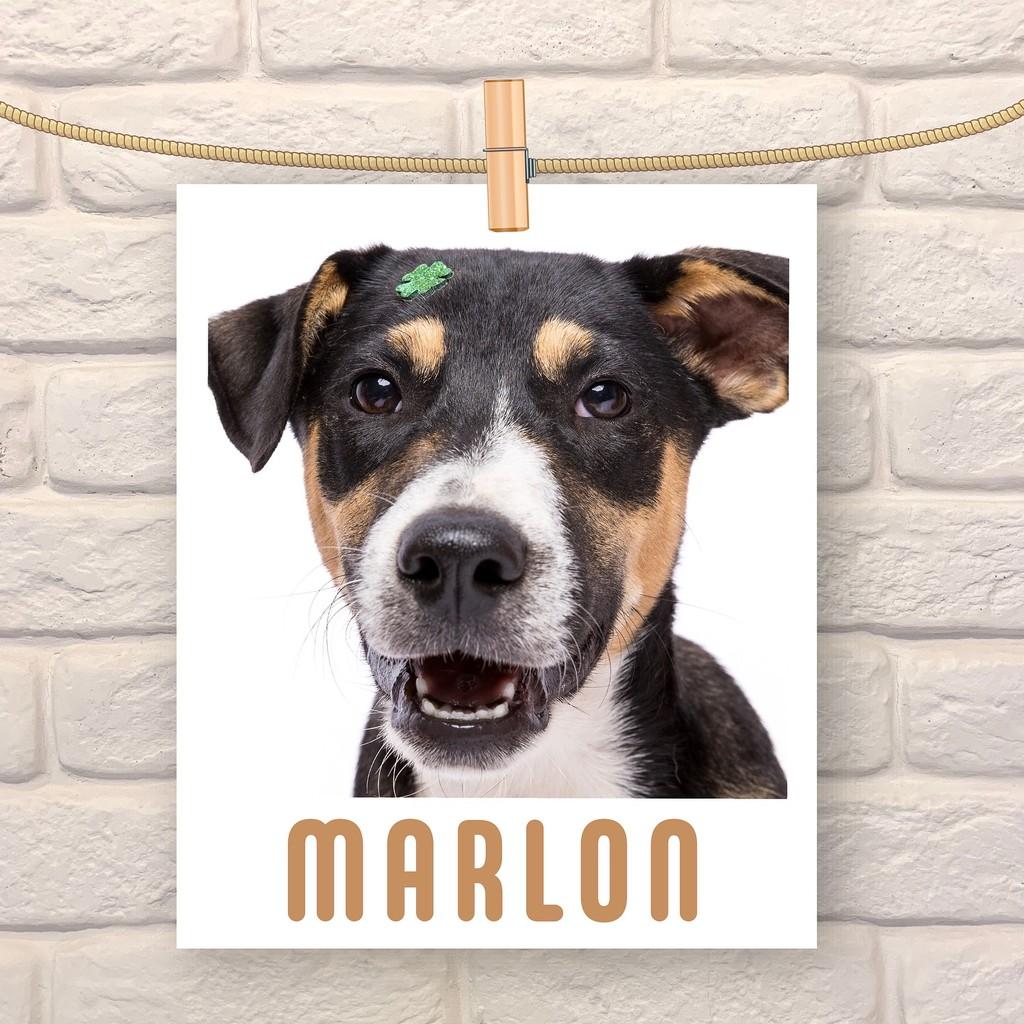 Marlon, cachorro de porte médio para adoção em São Paulo - SP