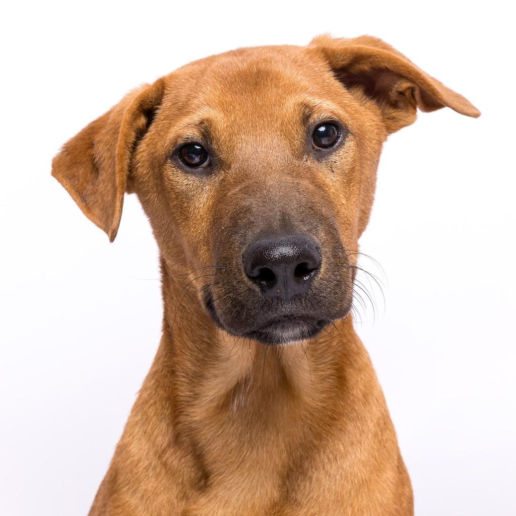 Max, cachorro de porte médio para adoção em São Paulo - SP