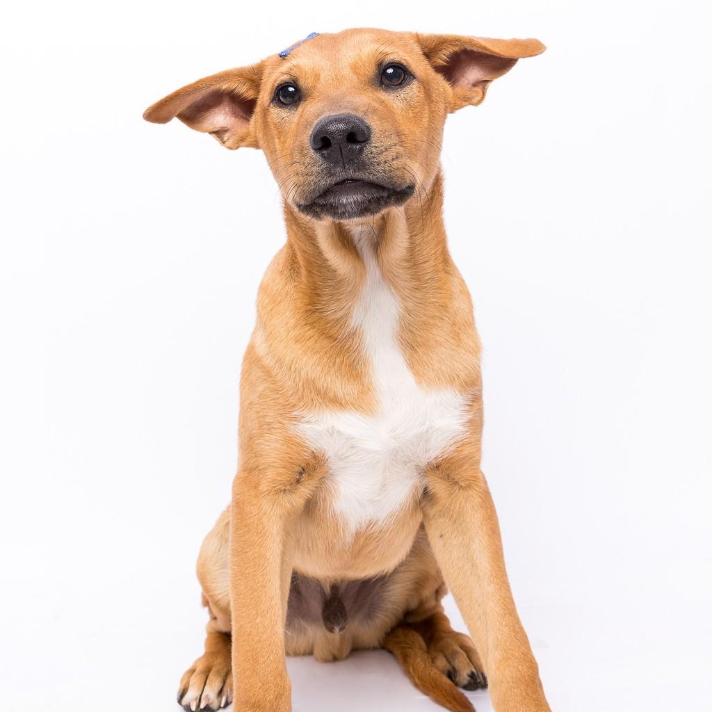 Miguel, cachorro de porte pequeno para adoção em São Paulo - SP