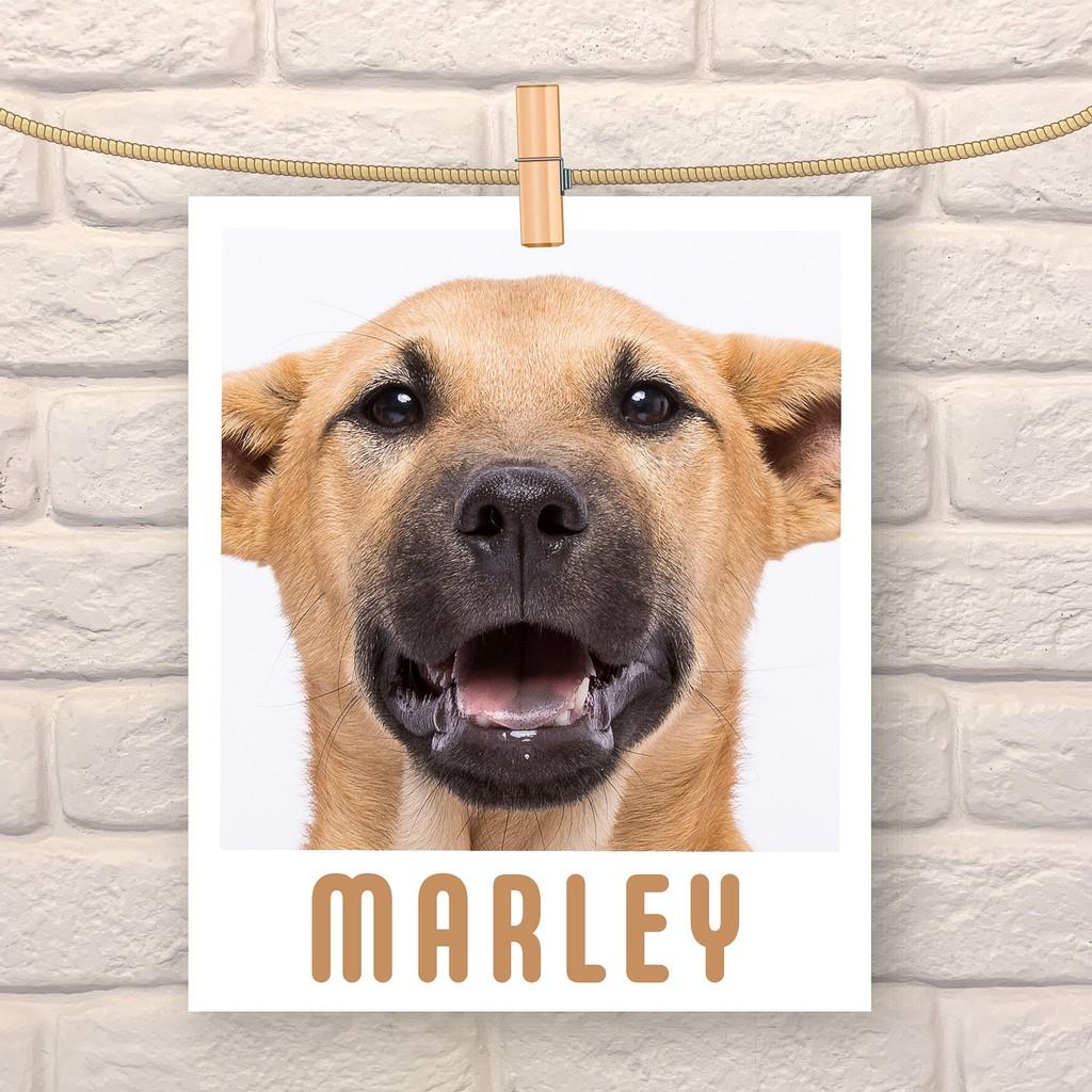 Marley, cachorro de porte médio para adoção em São Paulo - SP