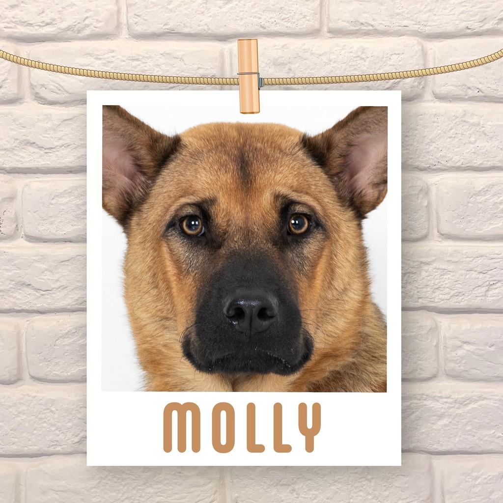Molly, cadela de porte médio para adoção em São Paulo - SP