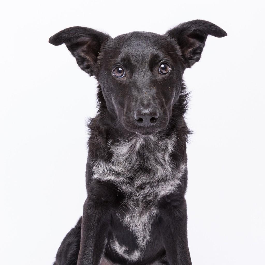 Johnny, cachorro de porte pequeno para adoção em São Paulo - SP