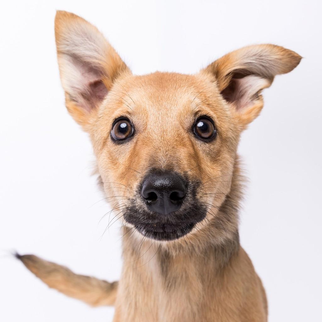 Ben, cachorro de porte médio para adoção em São Paulo - SP