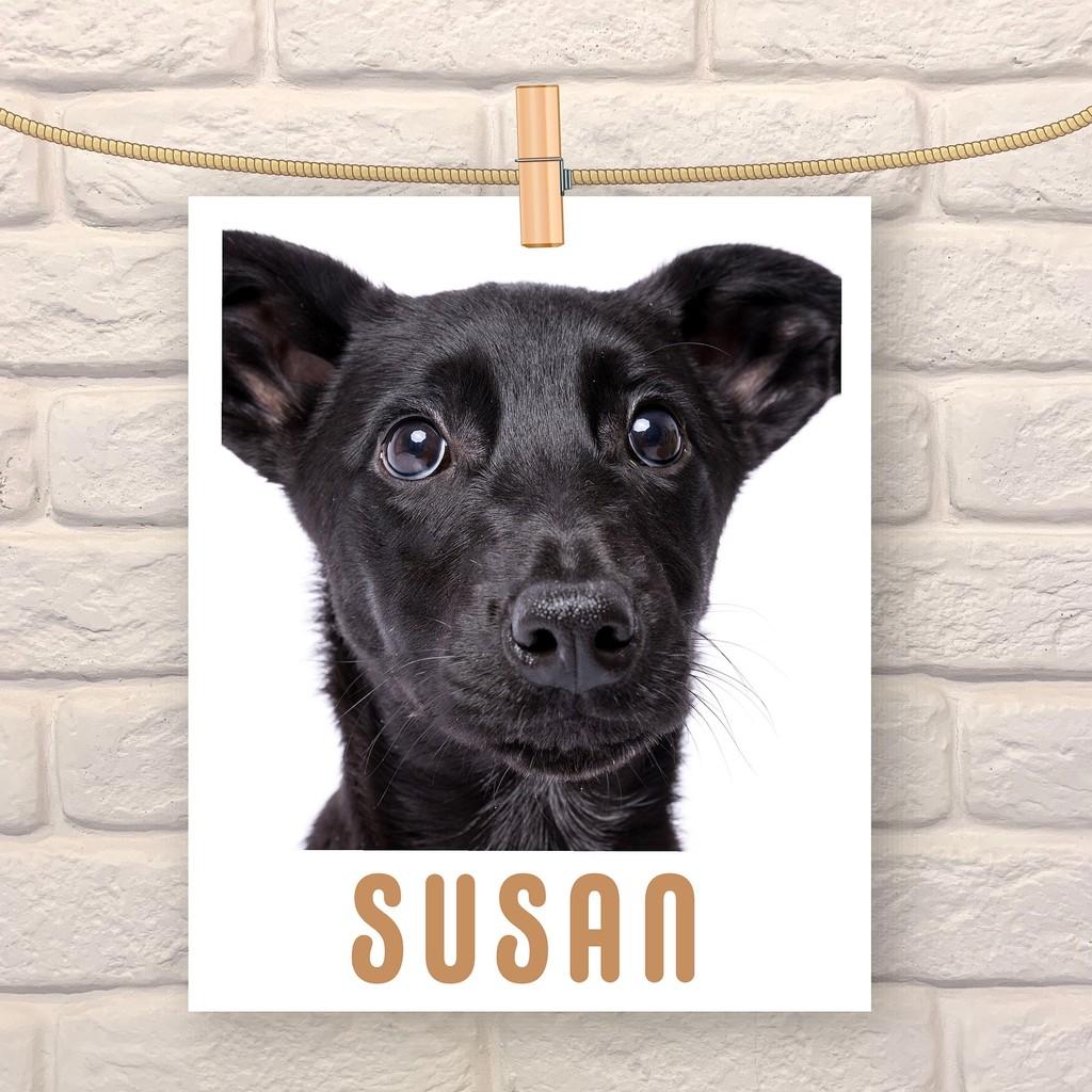 Susan, cadela de porte médio para adoção em São Paulo - SP