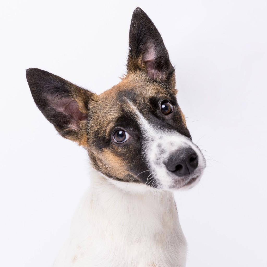 Reed, cachorro de porte médio para adoção em São Paulo - SP