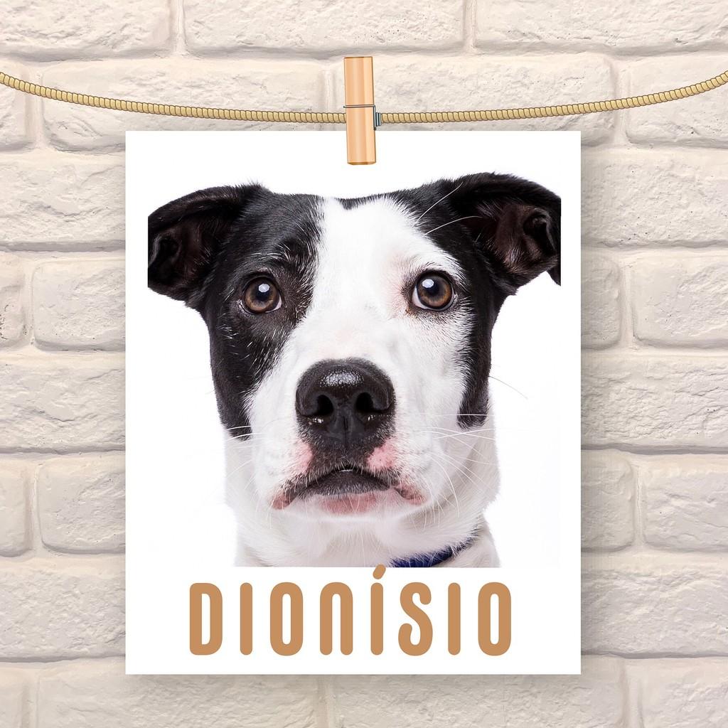 Dionisio, cachorro de porte médio para adoção em São Paulo - SP