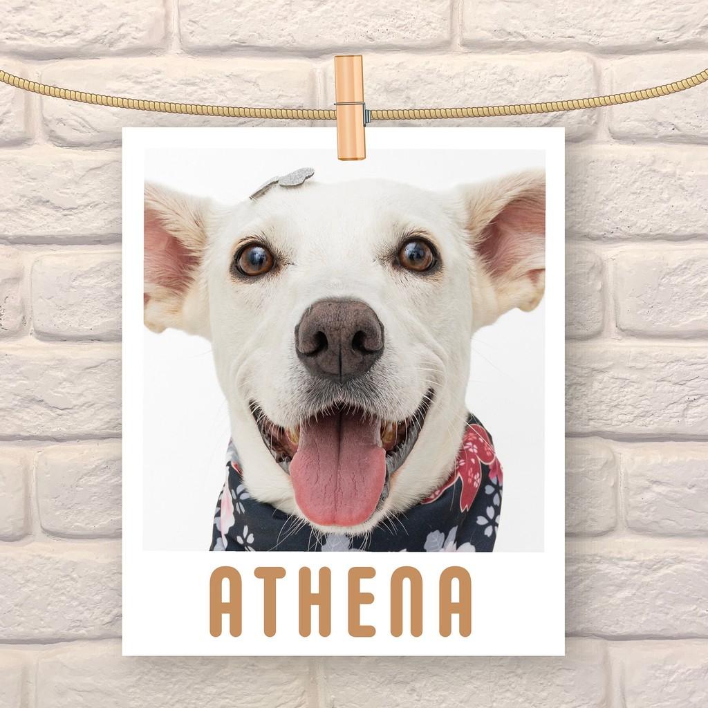 Athena, cadela de porte pequeno para adoção em São Paulo - SP