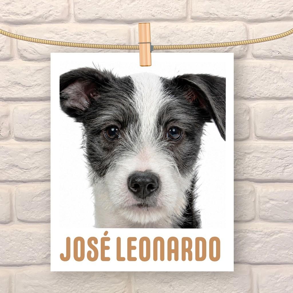 José Leonardo, cachorro de porte pequeno para adoção em São Paulo - SP