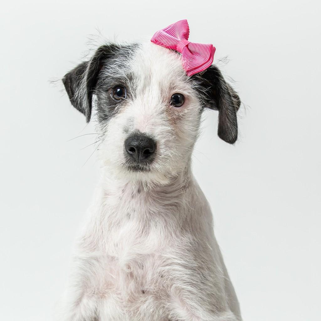 Maria Alice, cachorro de porte pequeno para adoção em São Paulo - SP