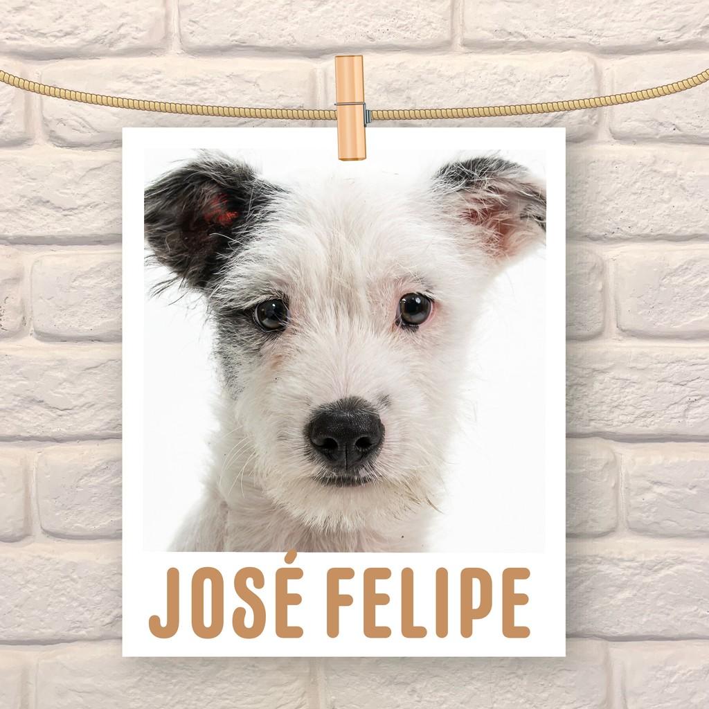 José Felipe, cachorro de porte pequeno para adoção em São Paulo - SP