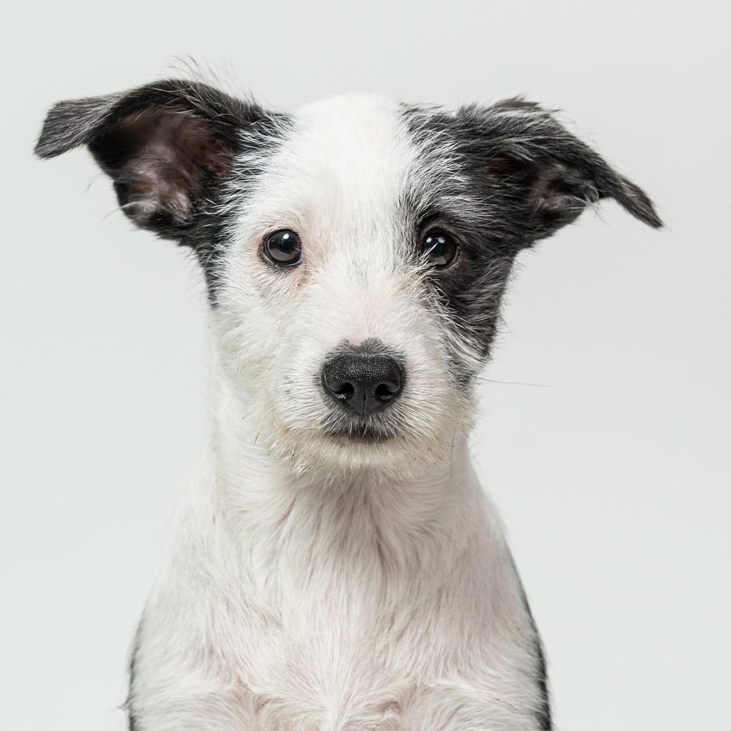 Maria Flor, cachorro de porte pequeno para adoção em São Paulo - SP