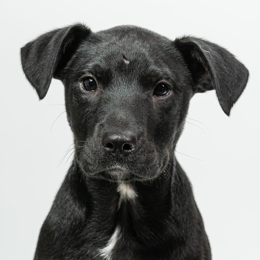 Mike, cachorro de porte pequeno para adoção em São Paulo - SP