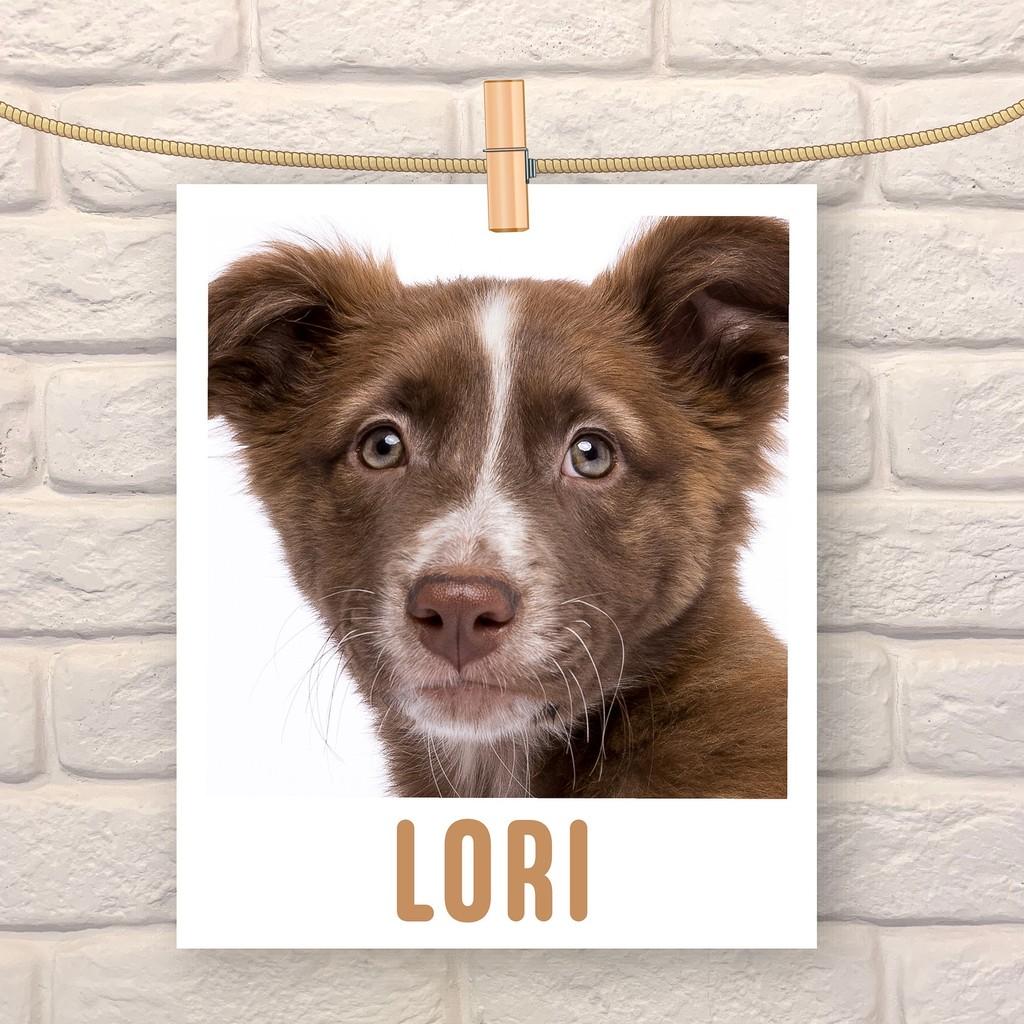 Lóri, cachorro de porte pequeno para adoção em São Paulo - SP