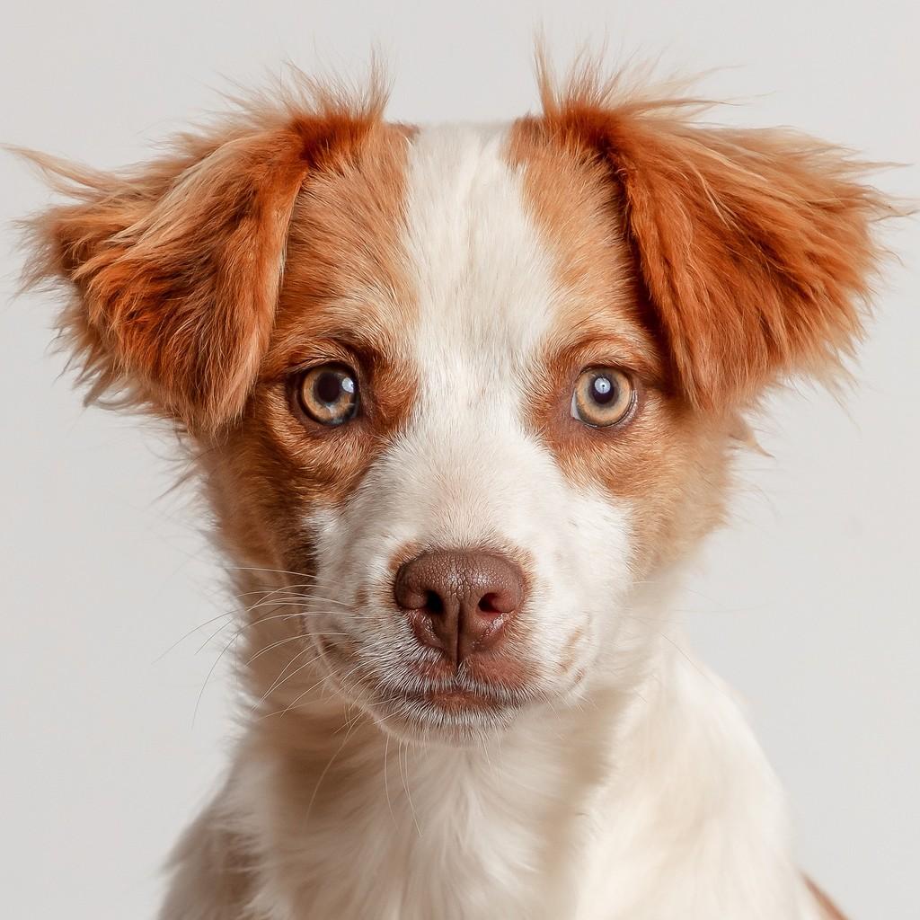 Daphne, cadela de porte médio para adoção em São Paulo - SP