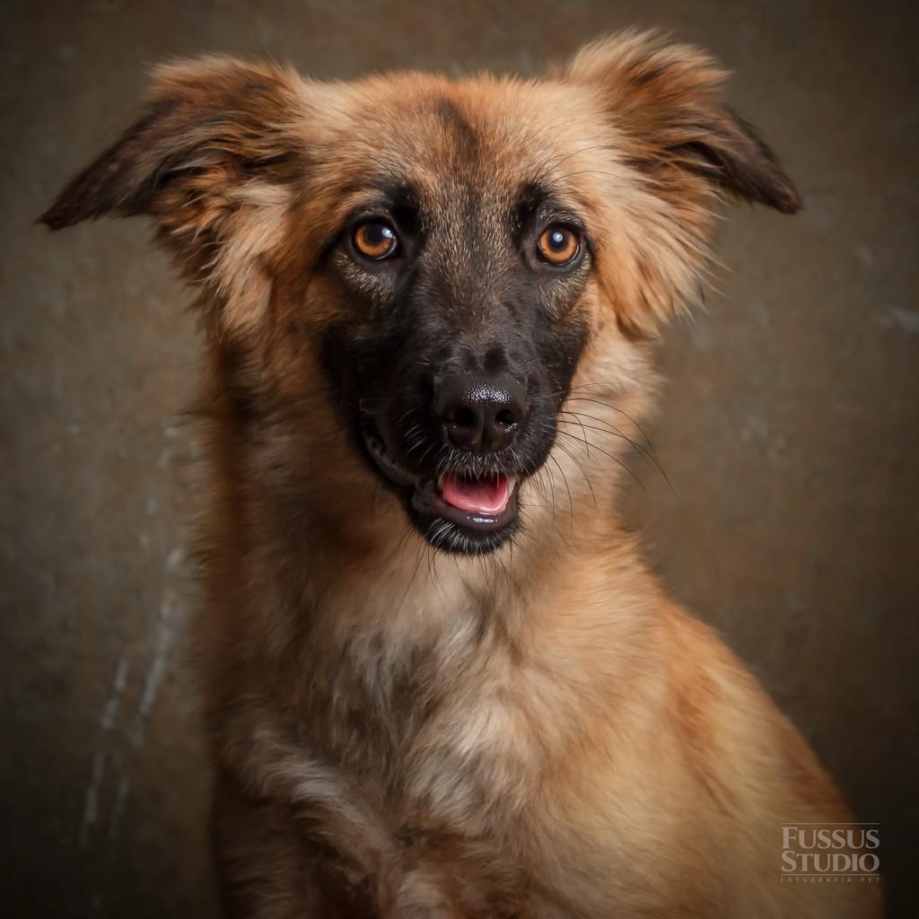 Penelope, cadela de porte médio para adoção em São Paulo - SP