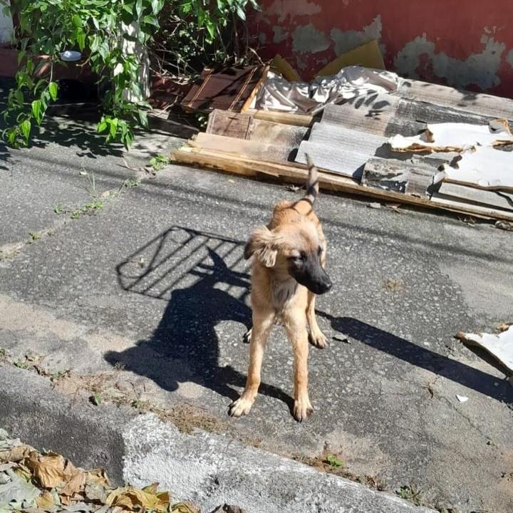 Penelope, cadela de porte médio para adoção em São Paulo - SP — foto 4 de 5