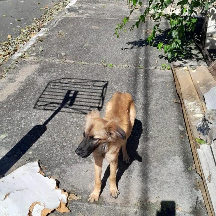 Penelope, cadela de porte médio para adoção em São Paulo - SP — foto 5 de 5