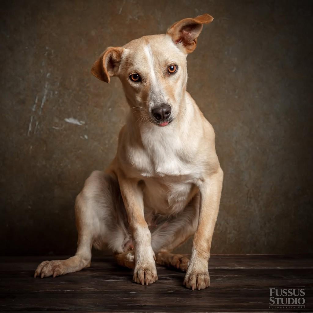 Eloise, cadela de porte pequeno para adoção em São Paulo - SP — foto 4 de 4