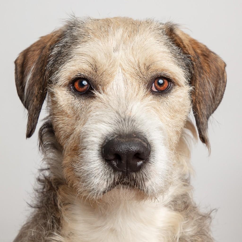 Collin, cachorro de porte médio para adoção em São Paulo - SP