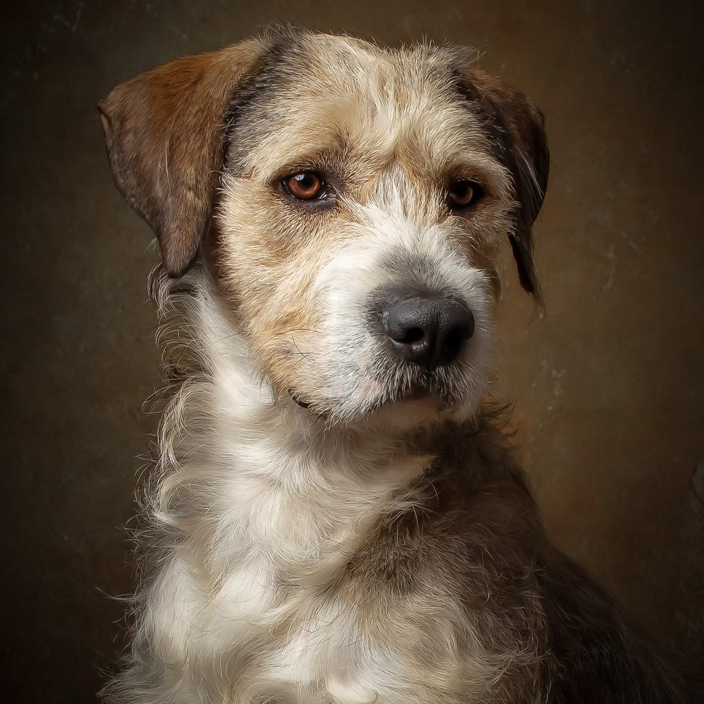 Collin, cachorro de porte médio para adoção em São Paulo - SP — foto 2 de 6