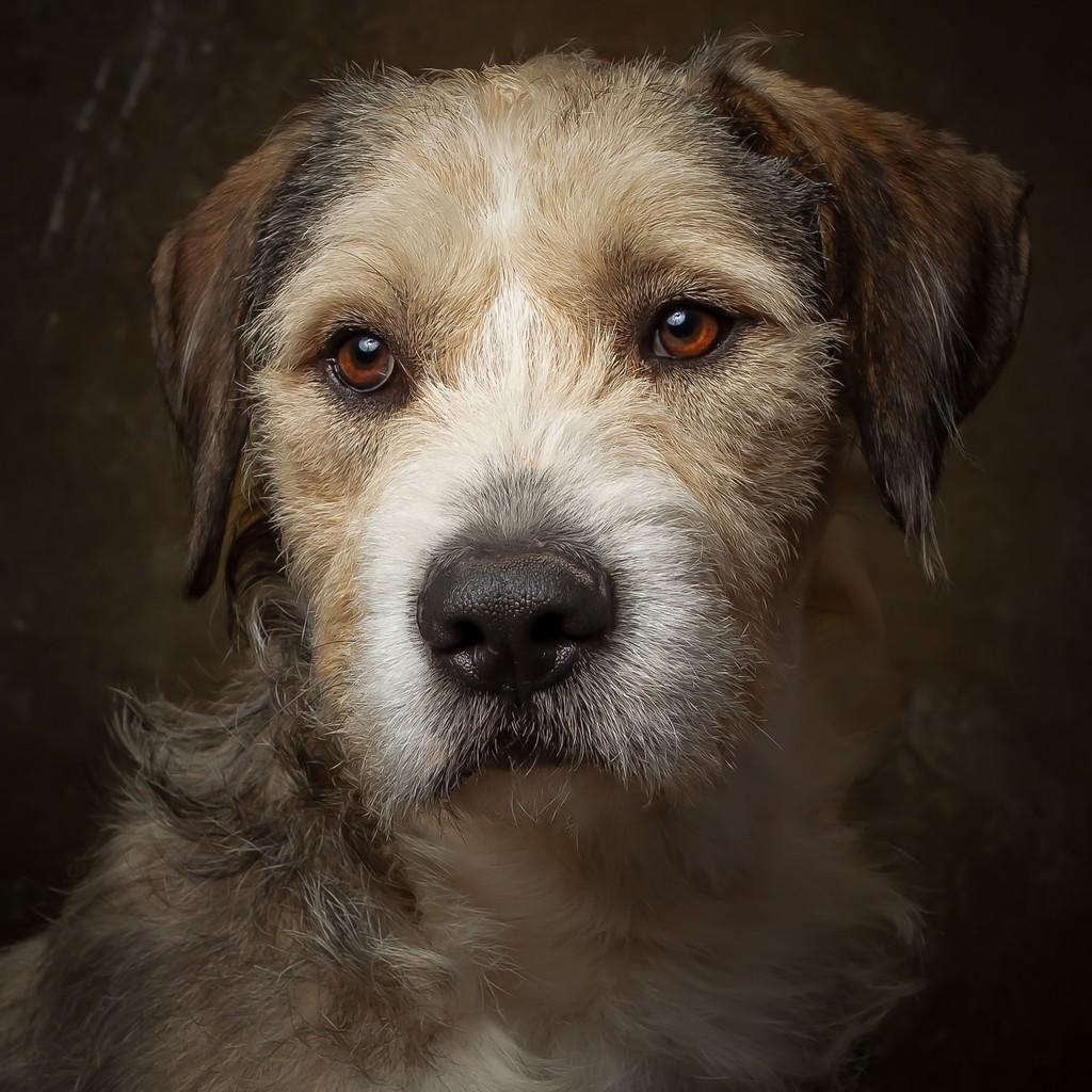 Collin, cachorro de porte médio para adoção em São Paulo - SP — foto 3 de 6