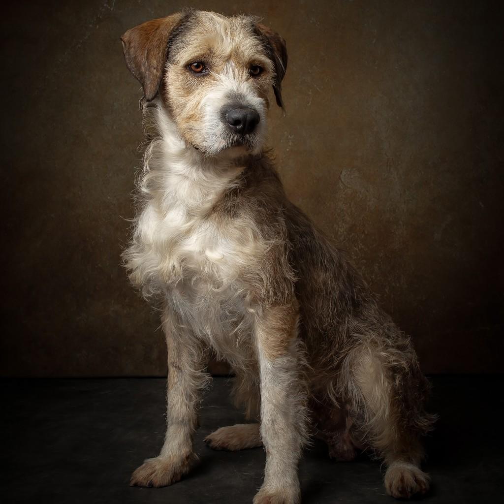 Collin, cachorro de porte médio para adoção em São Paulo - SP — foto 4 de 6