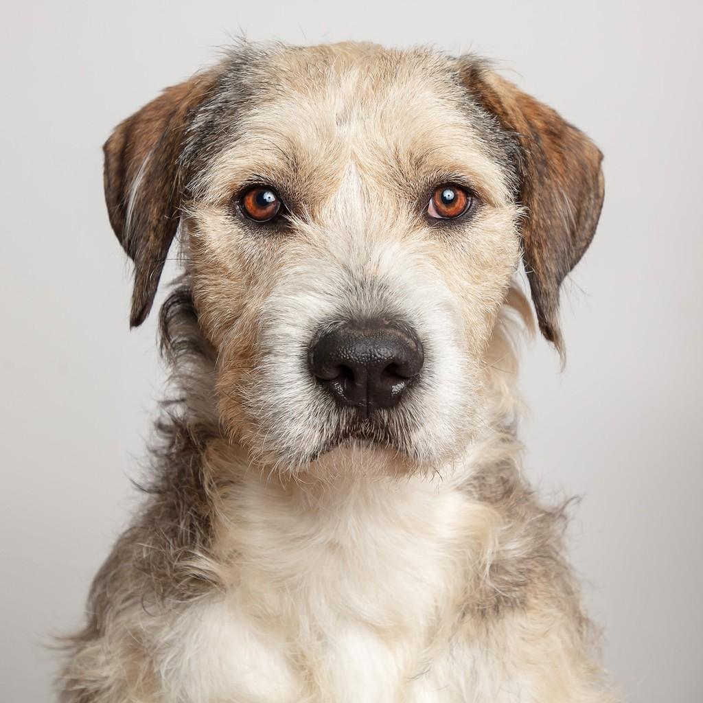 Collin, cachorro de porte médio para adoção em São Paulo - SP — foto 5 de 6