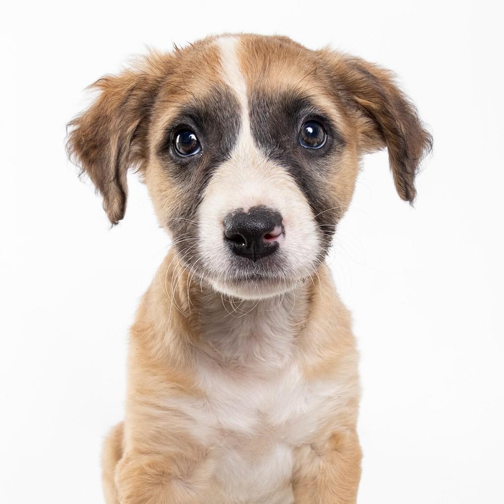 Peach, cadela de porte médio para adoção em São Paulo - SP