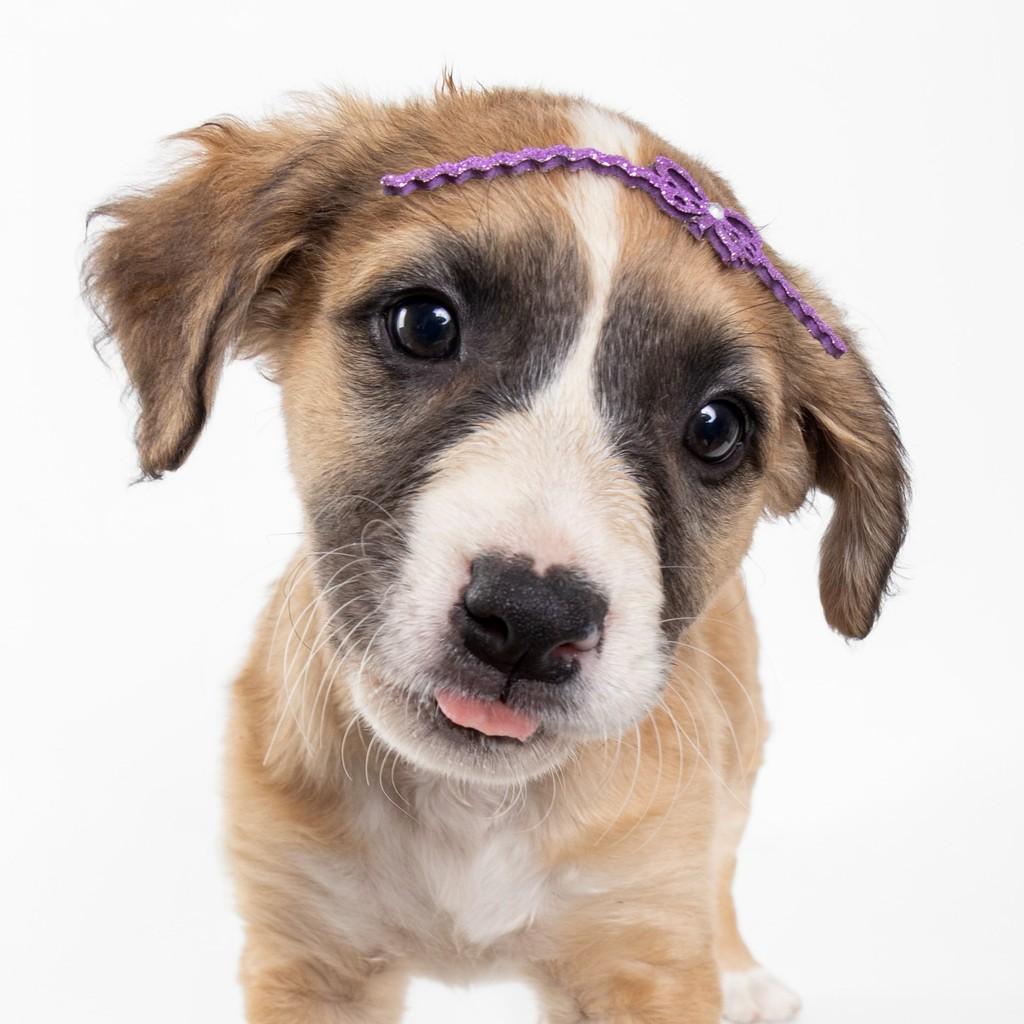 Peach, cadela de porte médio para adoção em São Paulo - SP — foto 2 de 19