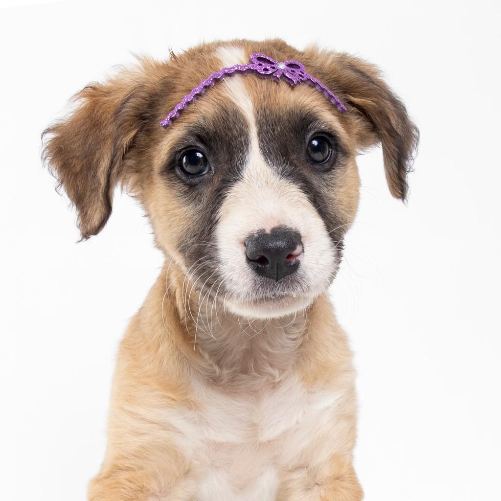 Peach, cadela de porte médio para adoção em São Paulo - SP — foto 4 de 19