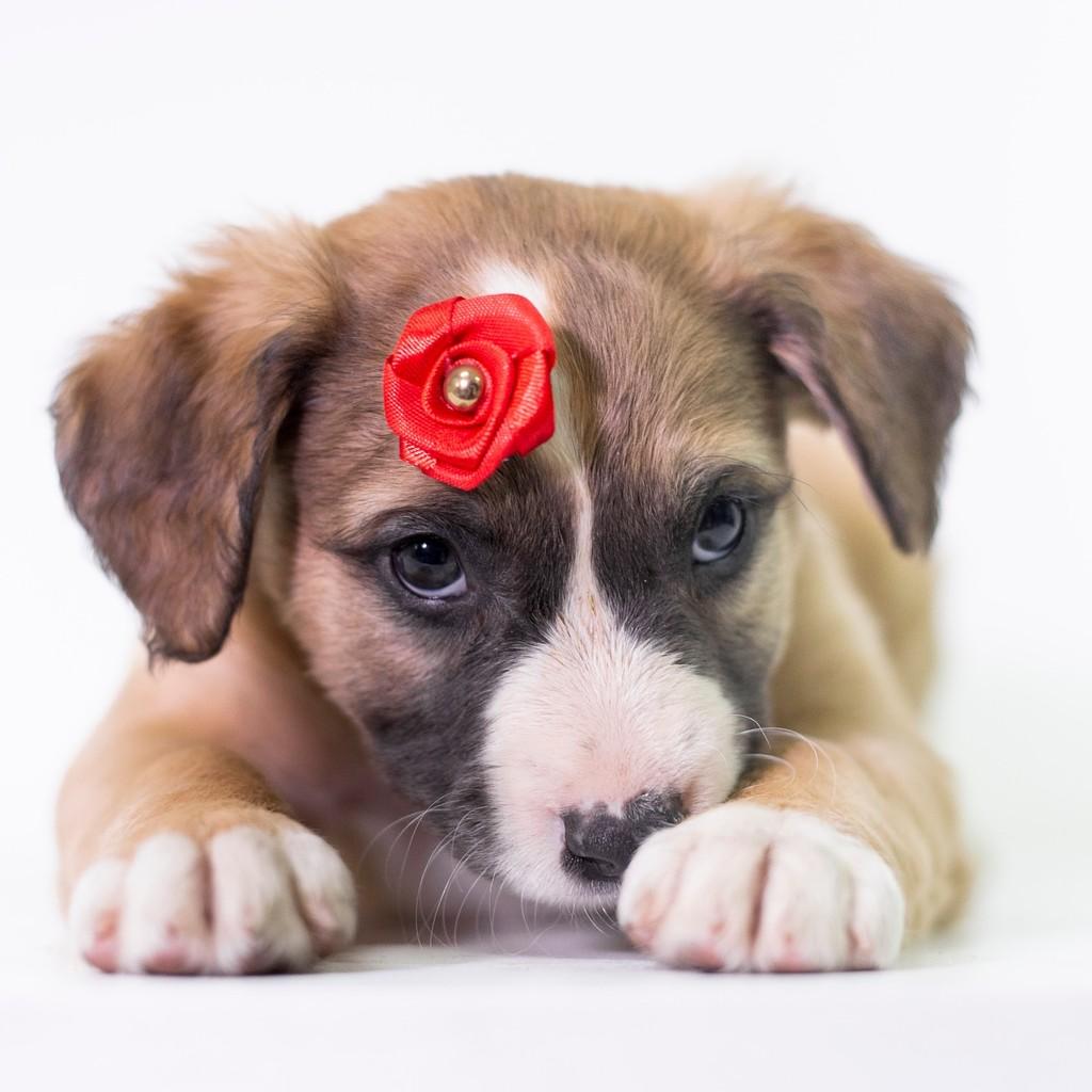 Peach, cadela de porte médio para adoção em São Paulo - SP — foto 5 de 19