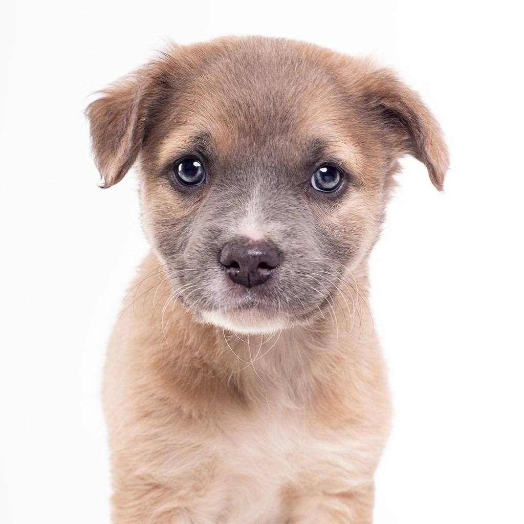 Mauve, cachorro de porte pequeno para adoção em São Paulo - SP