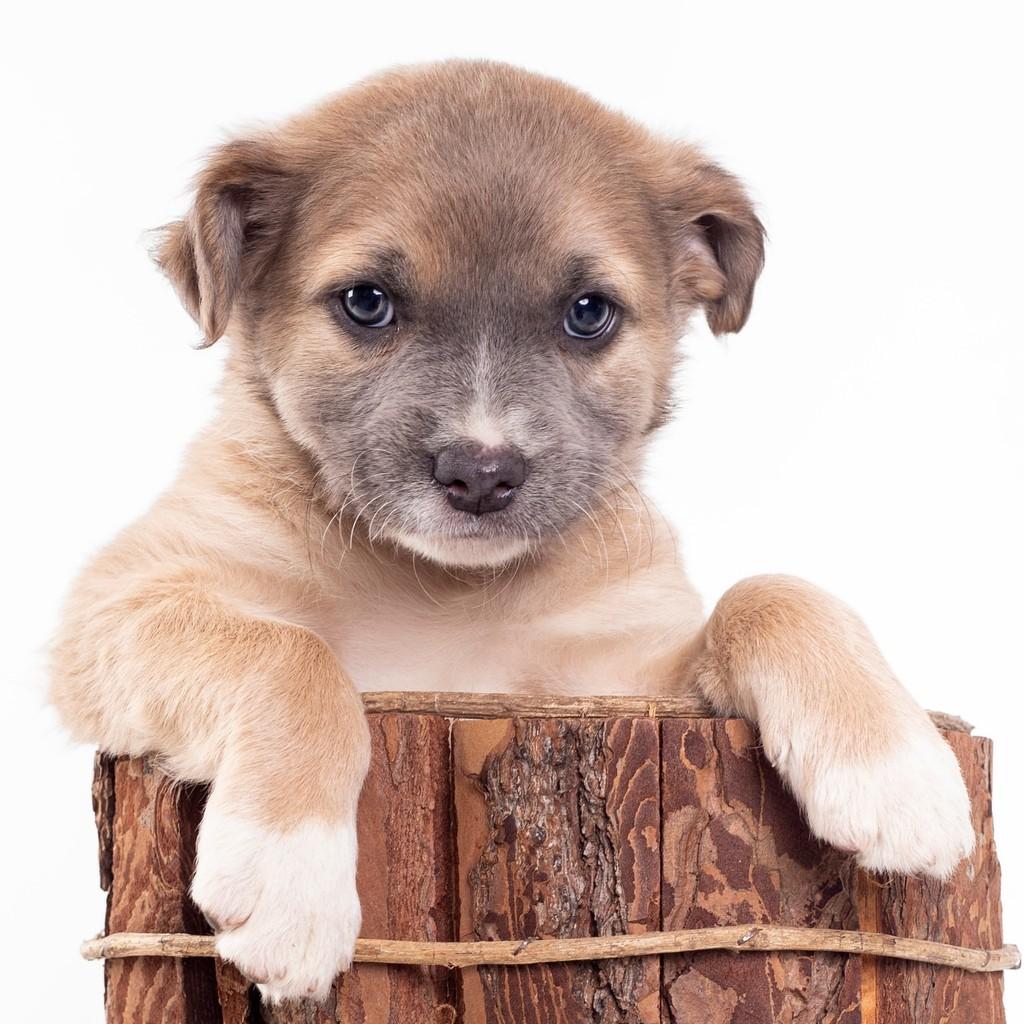 Mauve, cachorro de porte pequeno para adoção em São Paulo - SP — foto 2 de 19
