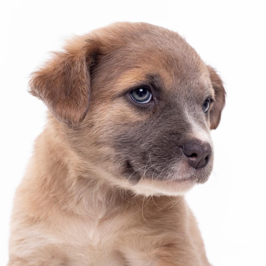 Mauve, cachorro de porte pequeno para adoção em São Paulo - SP — foto 3 de 19