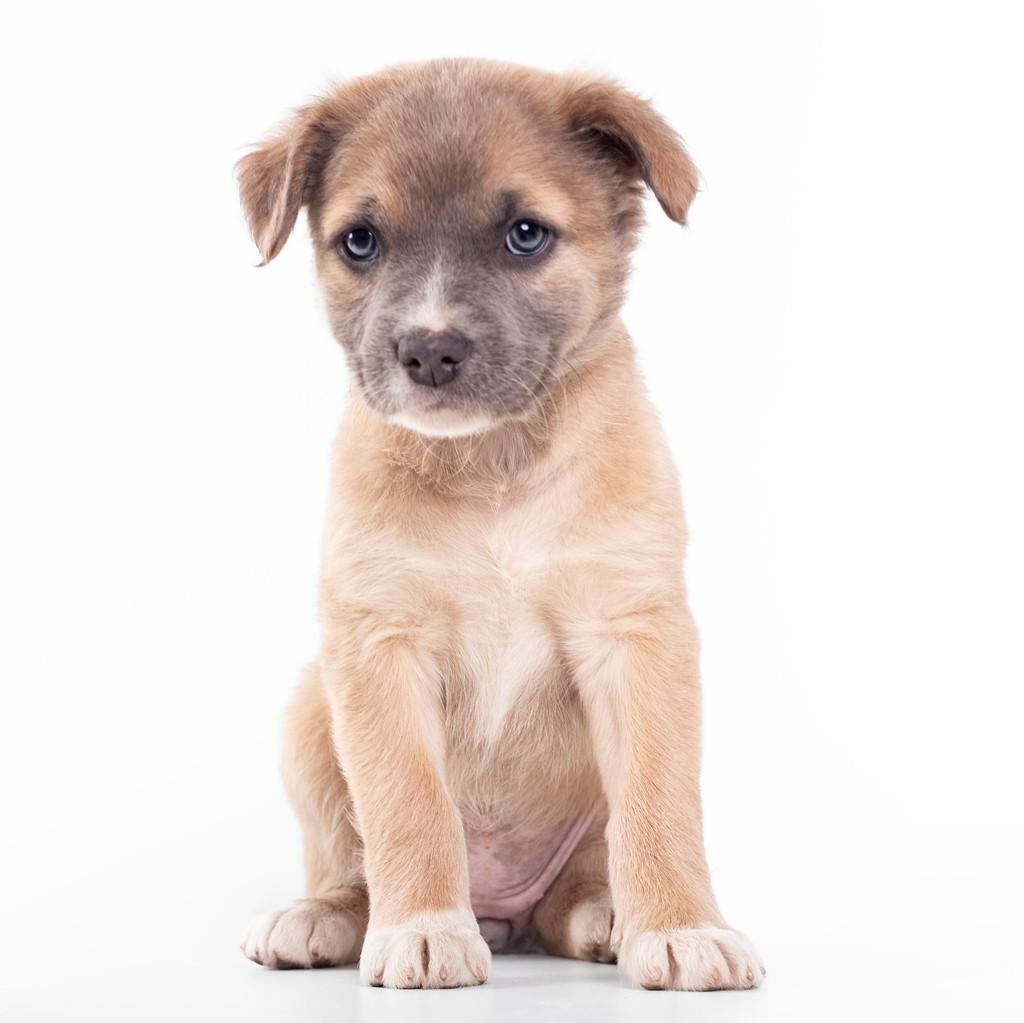 Mauve, cachorro de porte pequeno para adoção em São Paulo - SP — foto 4 de 19