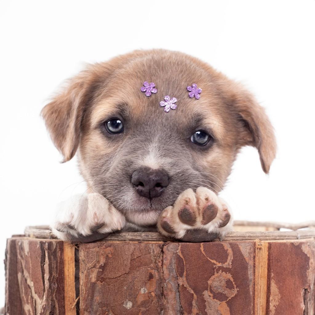 Mauve, cachorro de porte pequeno para adoção em São Paulo - SP — foto 5 de 19