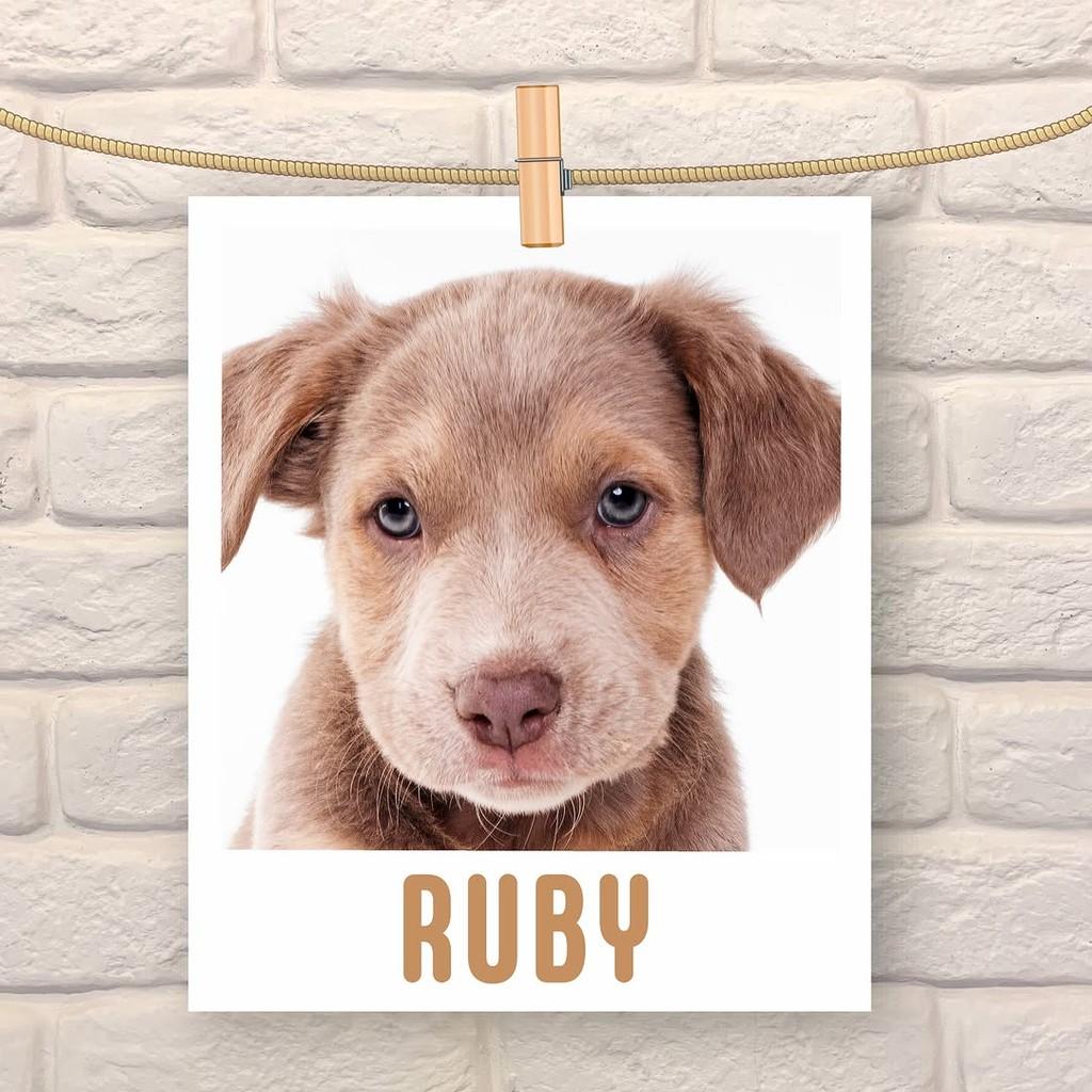 Ruby, cadela de porte pequeno para adoção em São Paulo - SP
